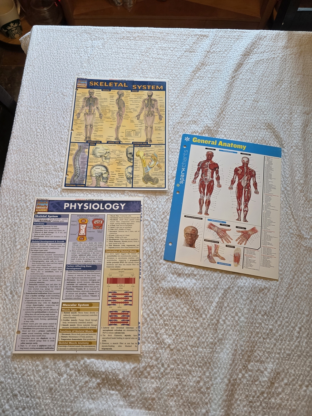 General Anatomy and Physiology Study Charts - Set of 3